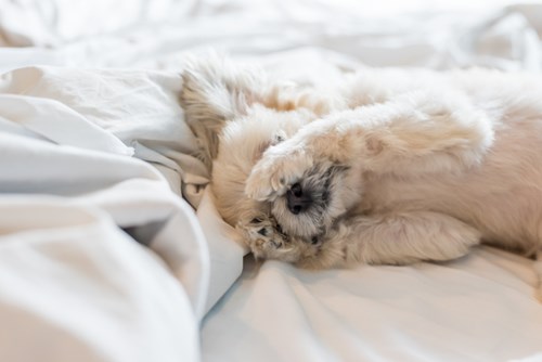 A Shih-Tzu mix trying to fall asleep on a bed.