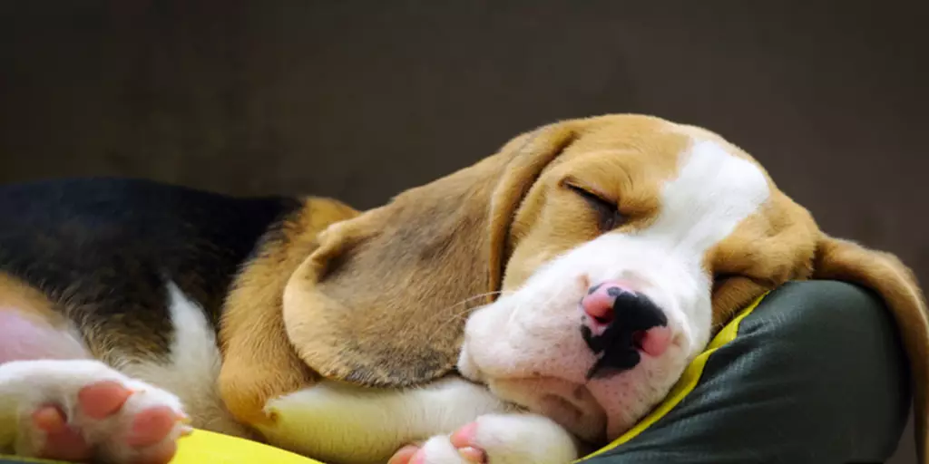 A beagle sleeping in a bed for several hours.