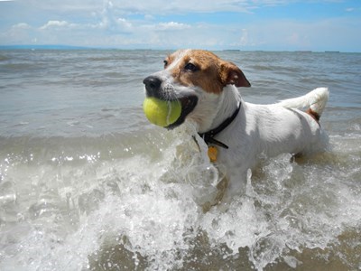 Dog playing with tennis ball and swimming in lake
