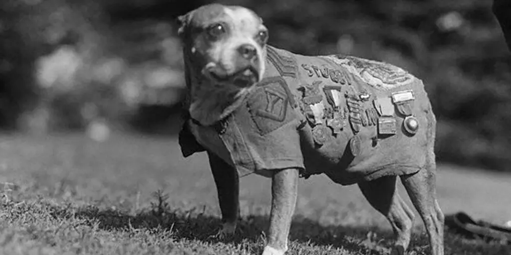 Sergeant Stubby, one of the most famous military dogs, posing for the camera after returning from war.