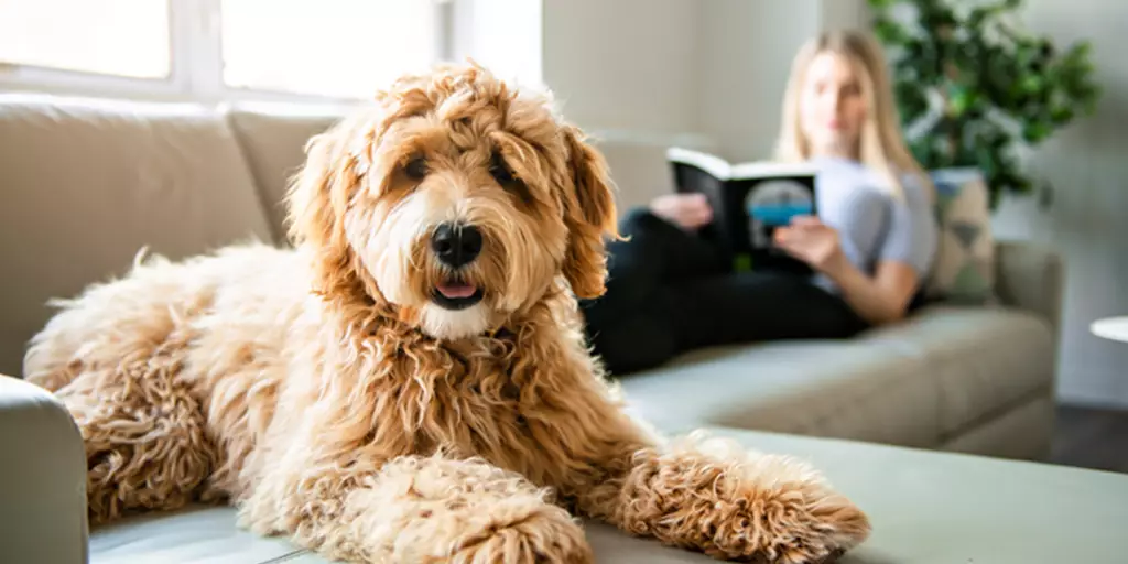 A Goldendoodle, one of several types of Doodle dogs, laying on the couch with her pet parent.