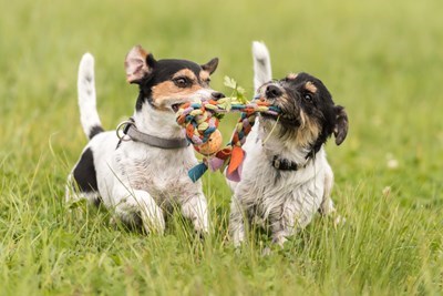 Two dogs playing tug of war in field