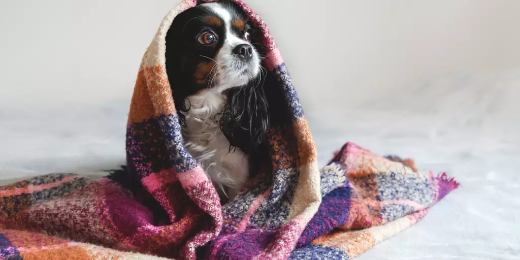 A dog under a blanket to stay warm after catching a cold.