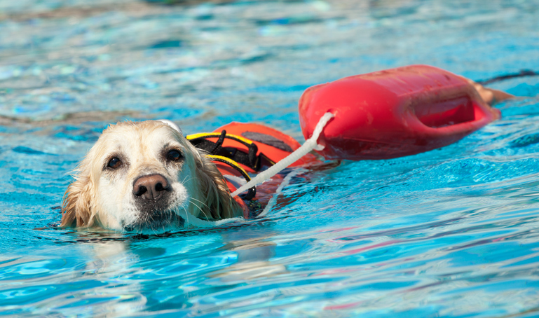 dog water pool