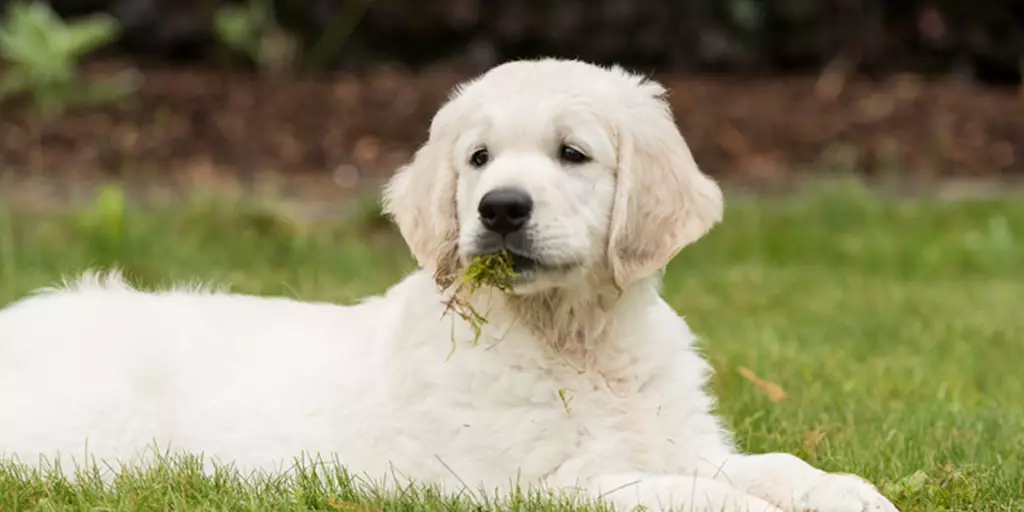 A golden retriever puppy eating grass.
