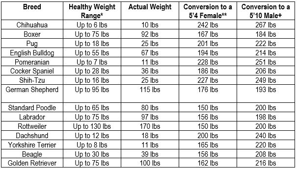 Spaniel Weight Chart