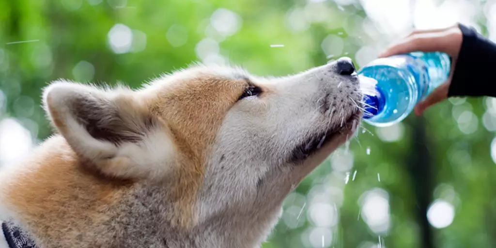 8 Creative Ways To Keep Your Dog Hydrated - A Better Way Pet Sitting