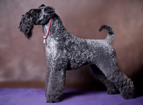 A Kerry Blue Terrier, one of the native Irish dog breeds.