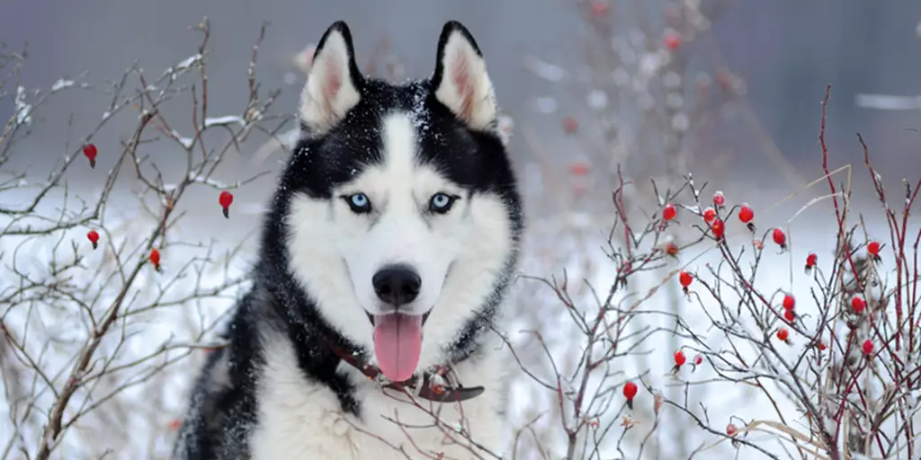 A Siberian Husky sitting out in the snow and shedding in winter. 