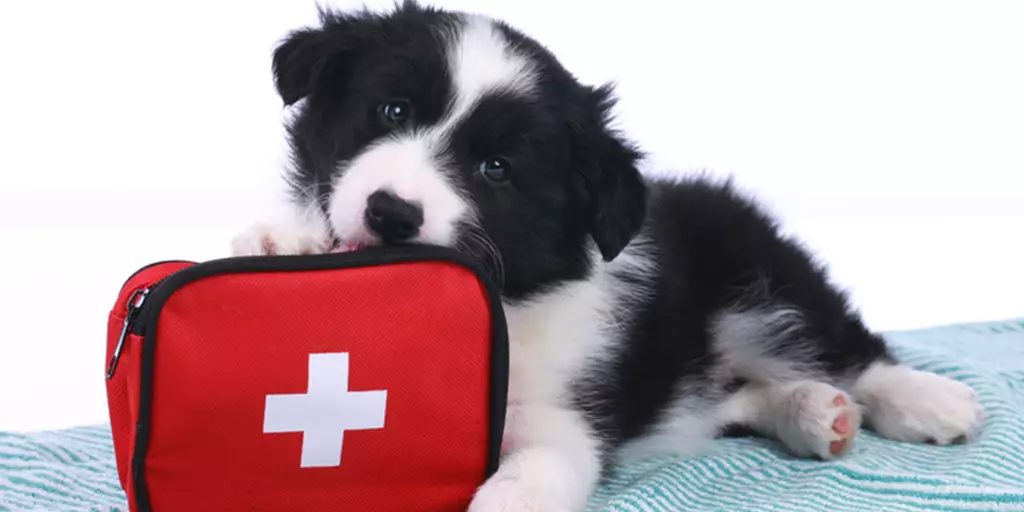 A puppy with a dog first aid kit during pet first aid month. 