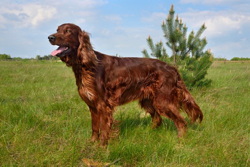 An Irish Red Setter, one of the native Irish dog breeds.
