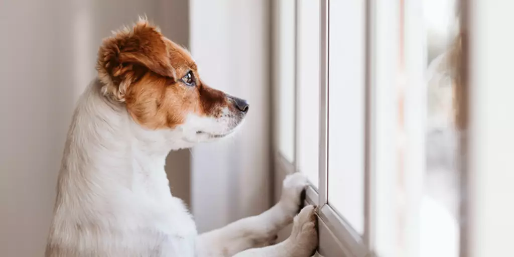 A pandemic dog waiting at the door after his pet parent went back to work and left him home alone.