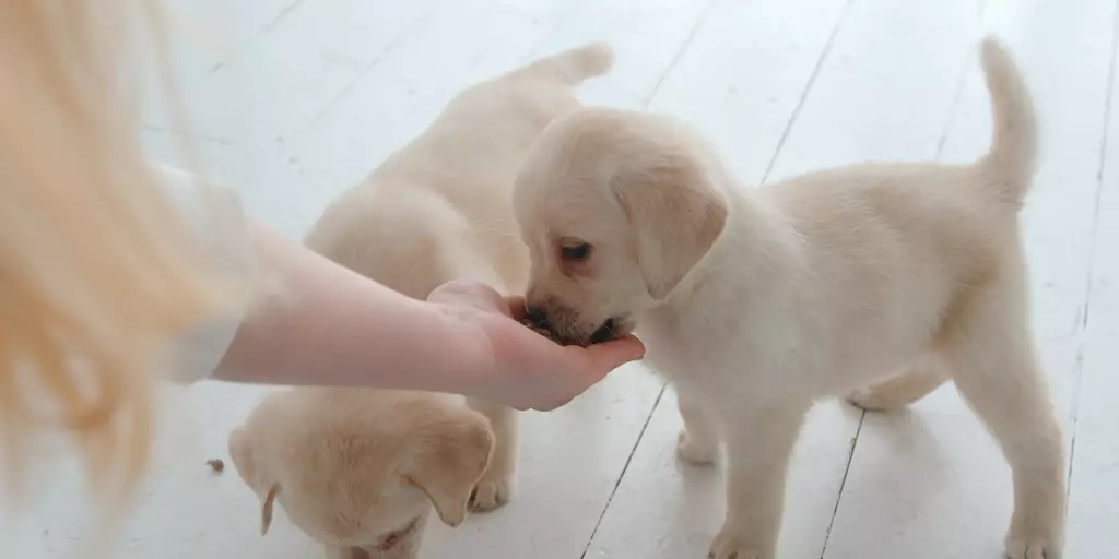 A pet parent giving her little furry friends good treats for puppies. 