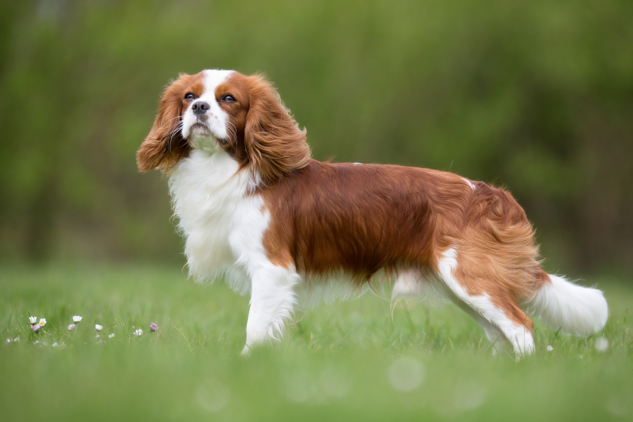 King charles cavalier adults