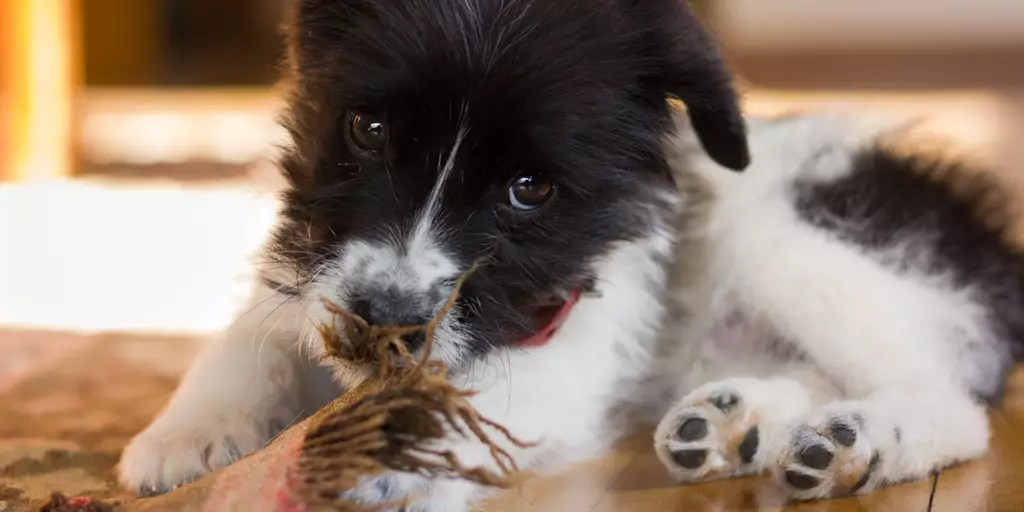 A teething puppy whose pet parents need to train to stop their dog from chewing. 