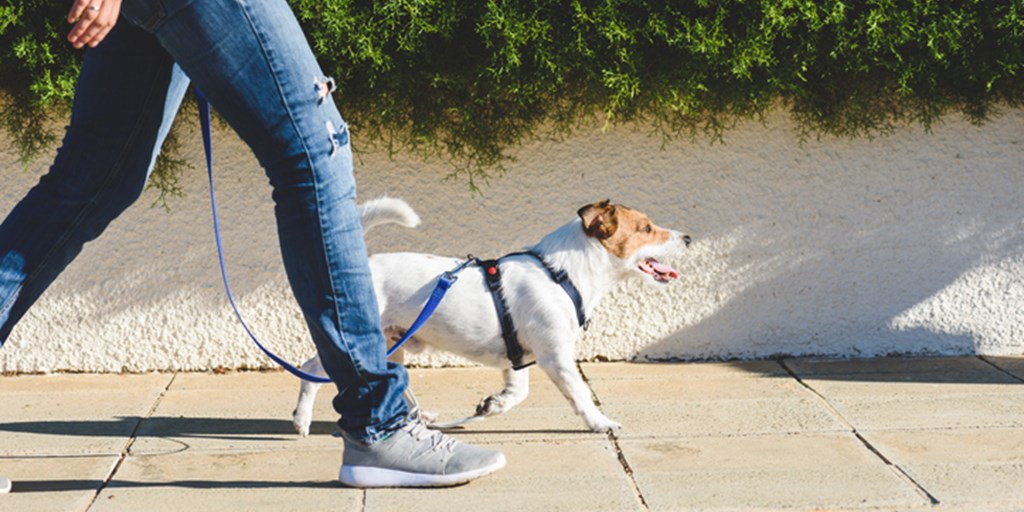 tigger Strengt Ewell How to Train Your Dog to Walk on a Leash - The Dog Blog | Expert Advice for  Pet Parents