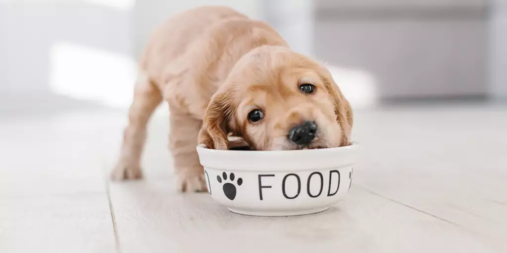 A puppy with an empty food bowl waiting patiently while his parents decide how much food a puppy should eat.
