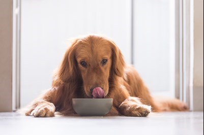 Golden Retriever eating out of his bowl