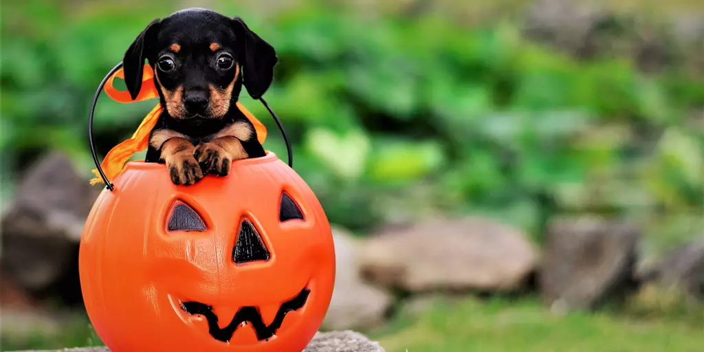 A Dachshund puppy practicing Halloween dog safety.
