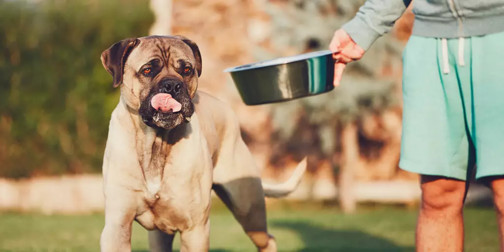 A dog excited to taste the food in their bowl. 