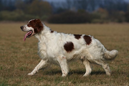 An Irish Red and White Setter, one of the native Irish dog breeds.