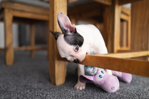 A Boston Terrier pup chewing as a symptom of teething.