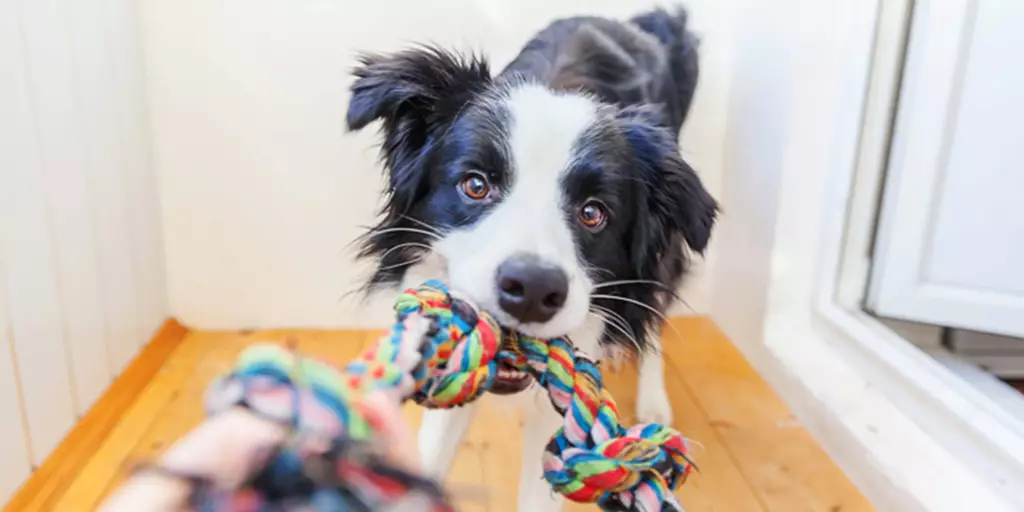 The Best Toys for Blind Dogs in 2022