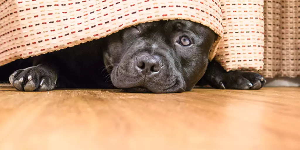 A nervous dog hiding under a bed as her pet parents learn how to calm a dog during a storm.