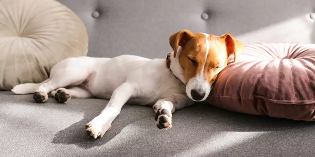 A dog sleeping on a couch while his pet parent wonders why dogs snore. 
