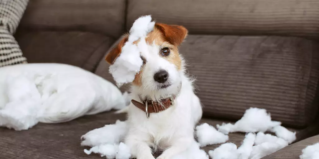 A bored dog can lead to chewing on the couch and other bad behaviors.