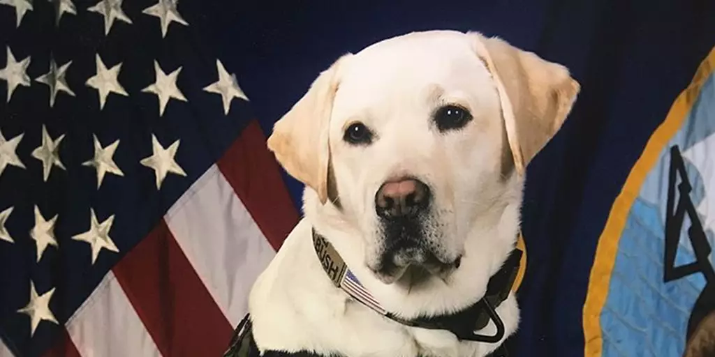 Sully H.W. Bush, an America's VetDogs sevice dog who won the 2019 ASPCA Public Service Award.