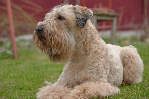 An Irish Soft Coated Wheaten Terrier, one of the native Irish dog breeds.