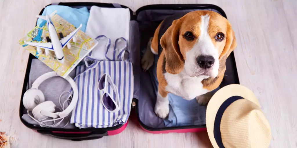 A dog is helping their pet parents get ready to go on vacation.