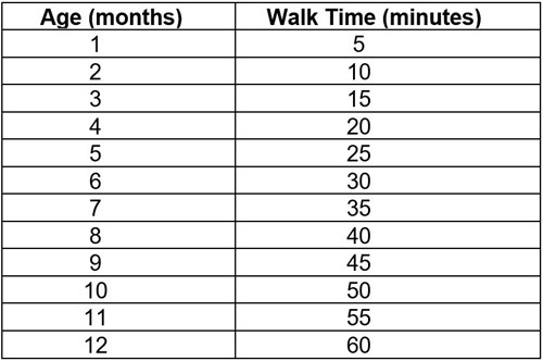 Walking chart for dogs based on age