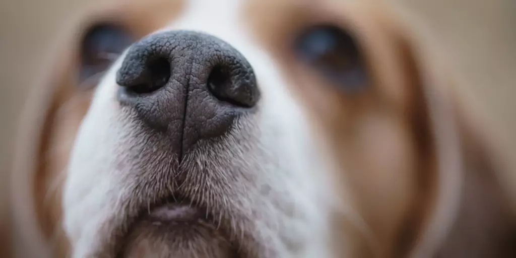Close up of a Beagle’s cold nose.