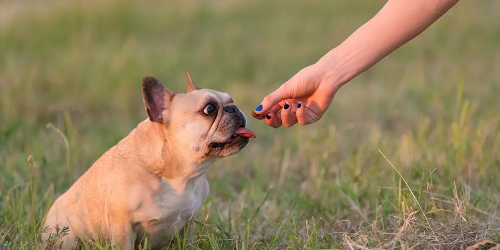 A dog being trained with dog treats.