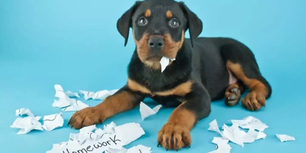 Rottweiler puppy that needs to be trained to not eat homework and do other unwanted dog behavior.