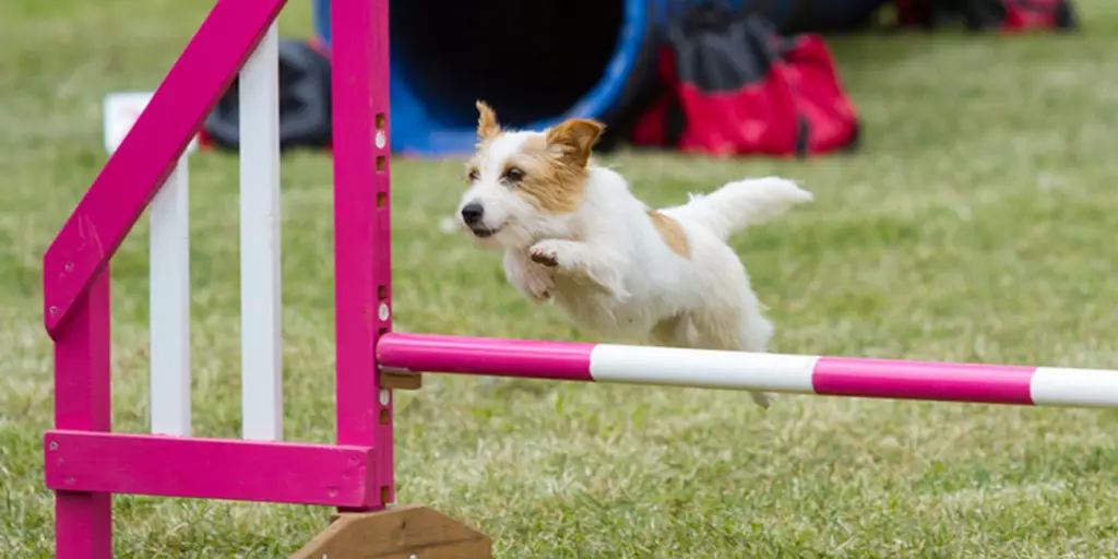 Small dog jumping over a backyard agility course. 