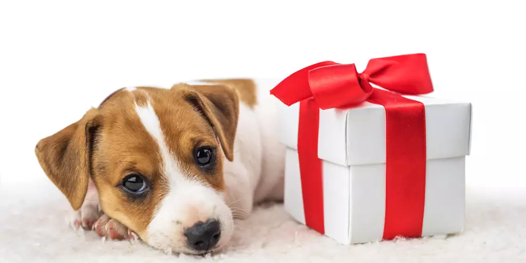 What to Consider Before Giving Someone a Christmas Puppy