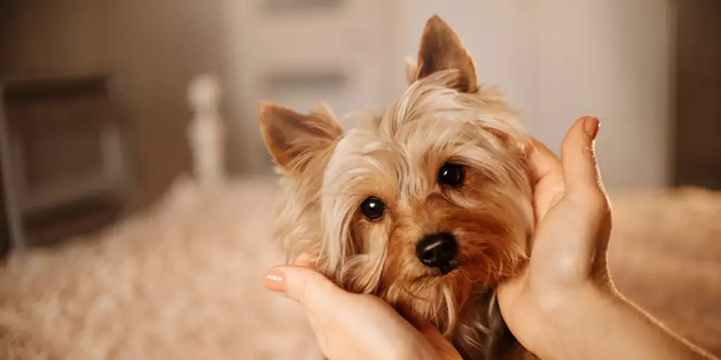 A pet parent paying attention to her Yorkie to help prevent jealous behaviors.
