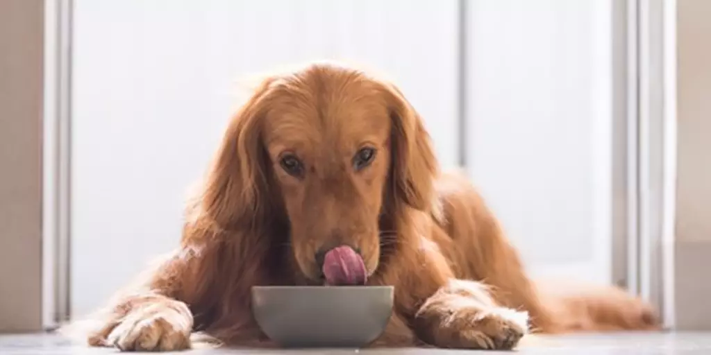 Golden Retriever eating slow-cooked Bil-Jac Dry Dog Food