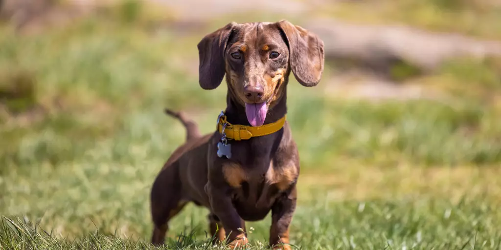 A happy Miniature Dachshund who has been protected from heartworm disease in dogs.