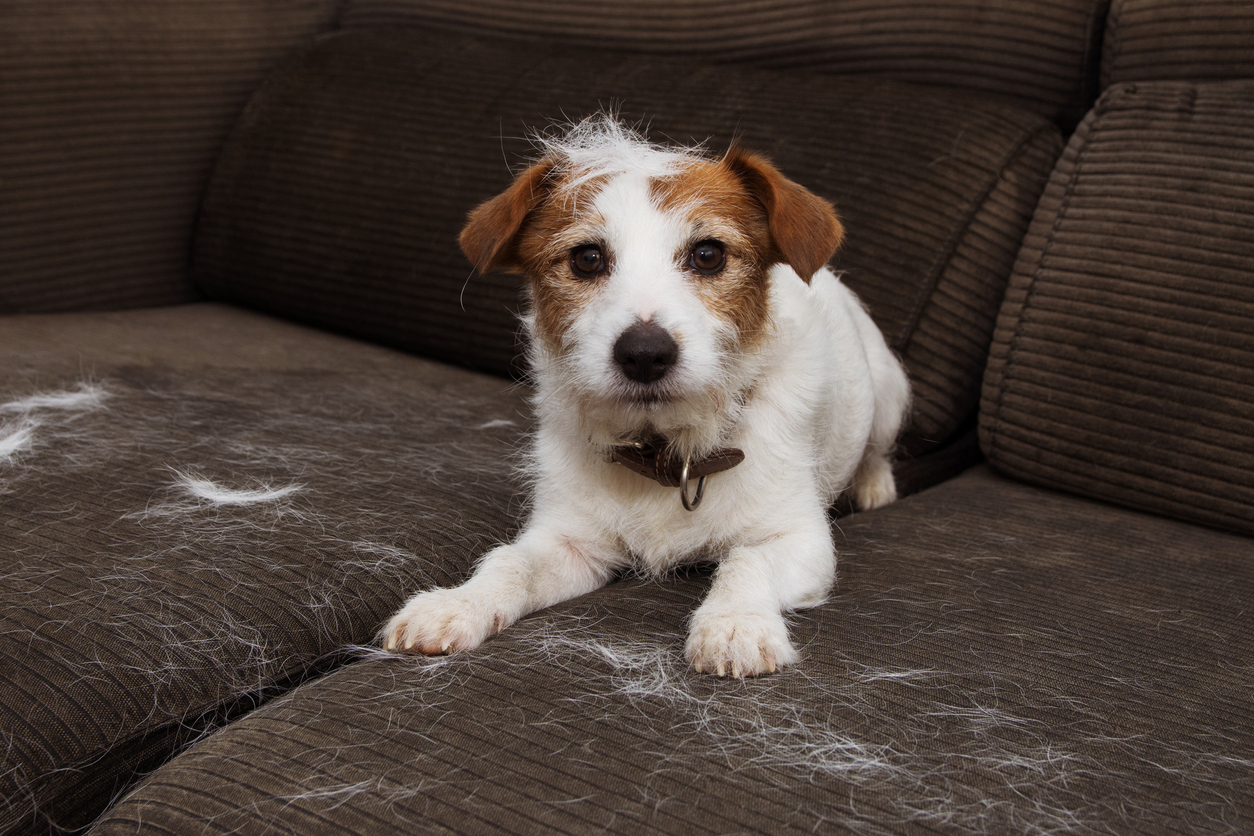 Hairy Situations: How to Deal with Dog Hair Everywhere - The Dog Blog |  Expert Advice for Pet Parents