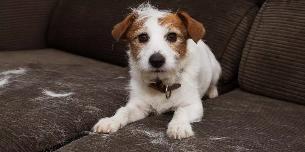 A Jack Russell Terrier with dog hair everywhere as his pet parent looks up how to get dog hair off furniture. 