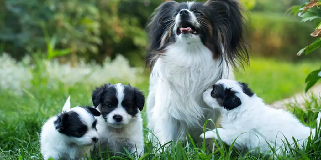 A happy mother and her group of well-fed puppies that will eventually make the switch to adult dog food. 
