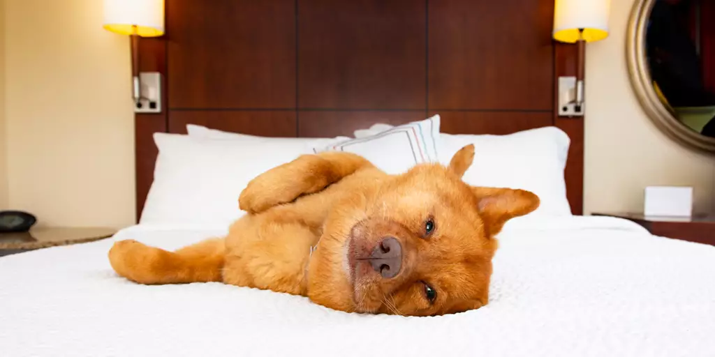 The Pros & Cons of Letting Your Dog Sleep in Bed with You