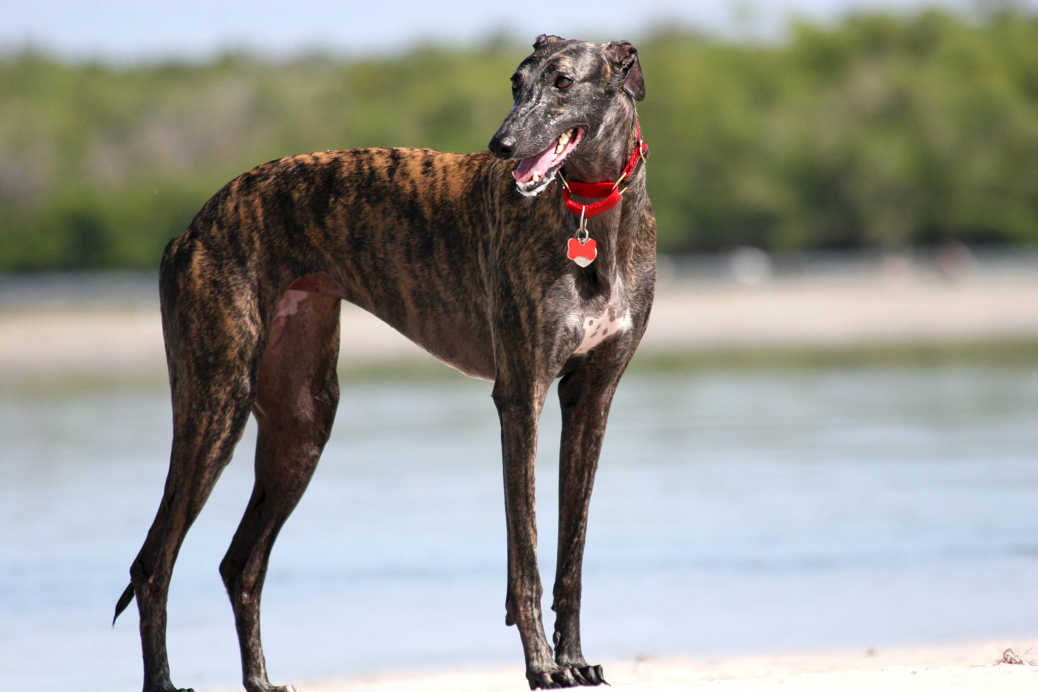How To Bet On Greyhounds