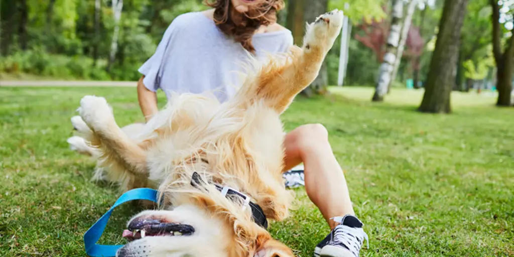 A happy Golden Retriever playing with his pet parent after having some probiotics for dogs. 