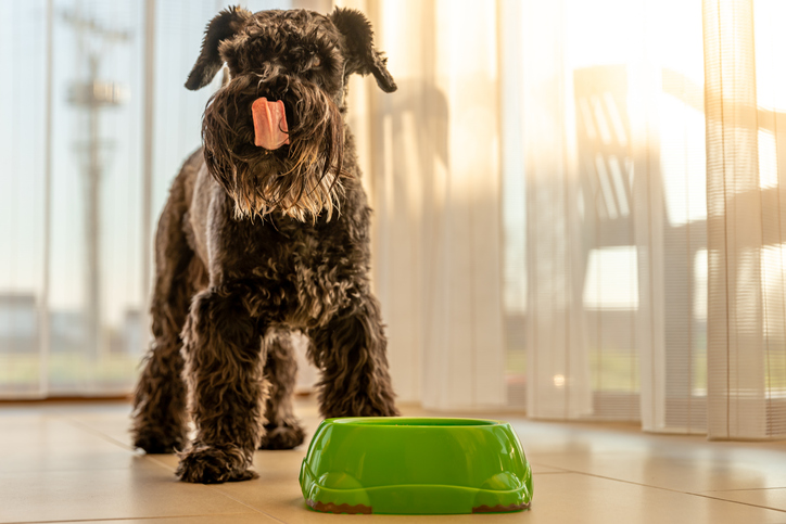 Dealing with Dinner: How to Stop Food Aggression in Dogs - The Dog Blog