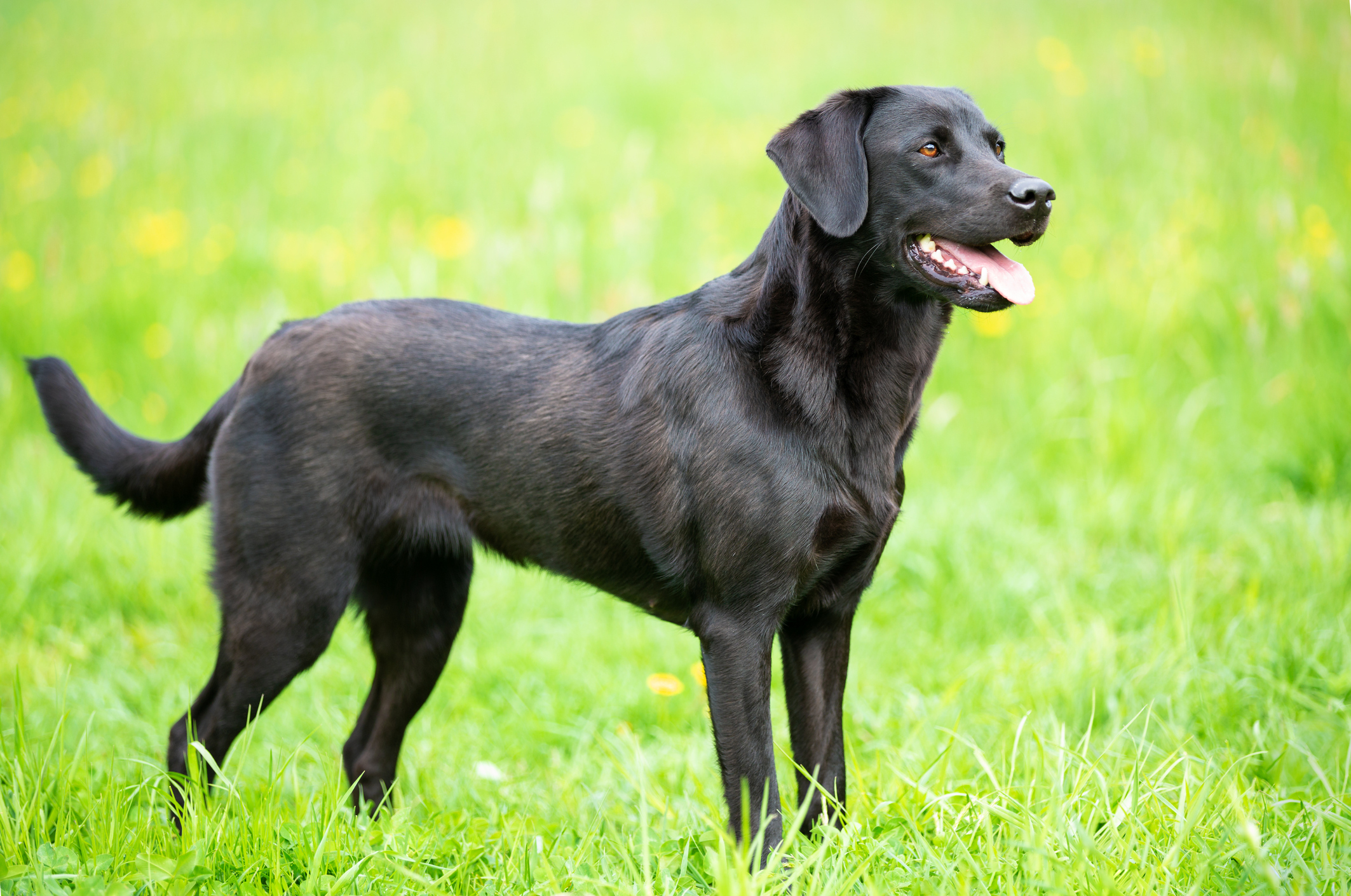 Breed History Where Did Labrador Retrievers Come From